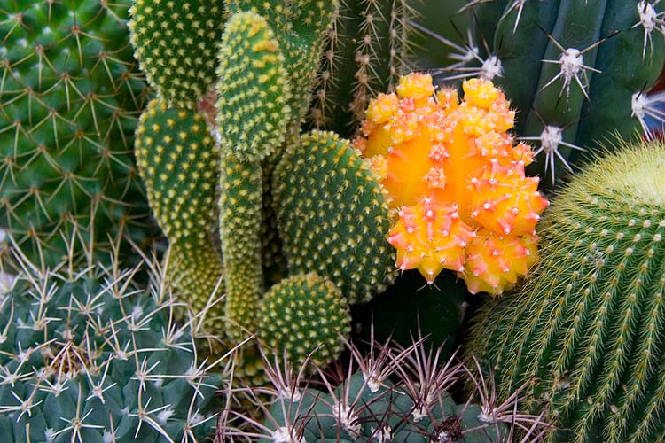 Among The Prickles