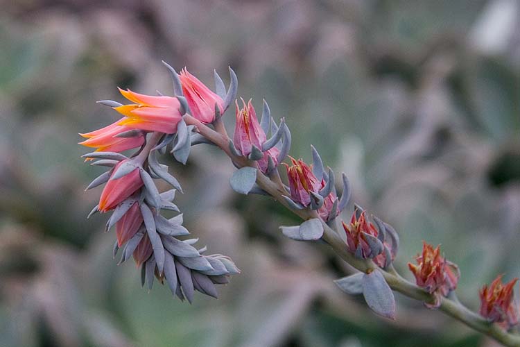 Delicate Curve