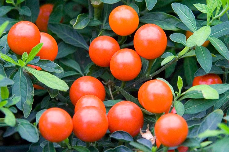 Jerusalem Cherries