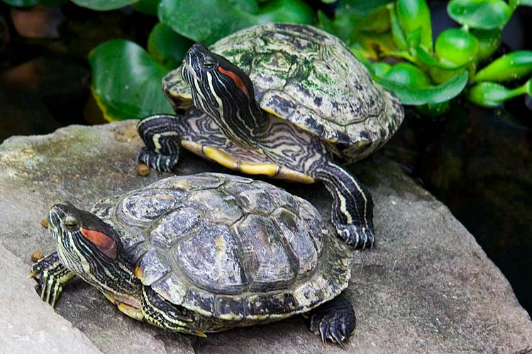 Love In the Pond