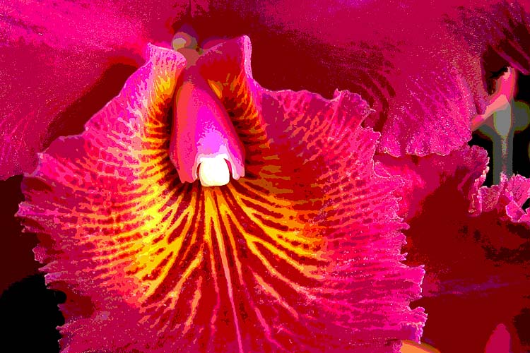 Artsy Orchid