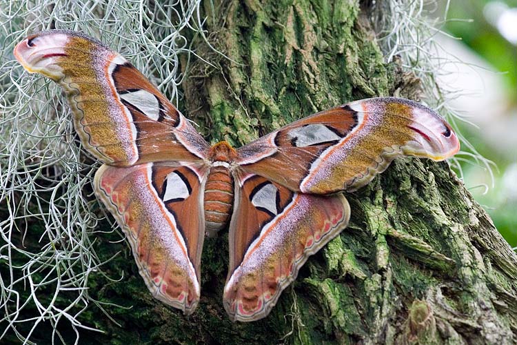 Giant Silk Moth