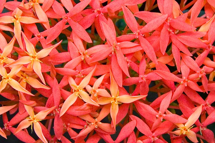 Red Cluster