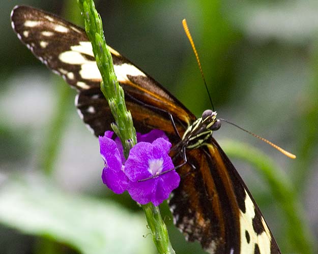 Heliconius