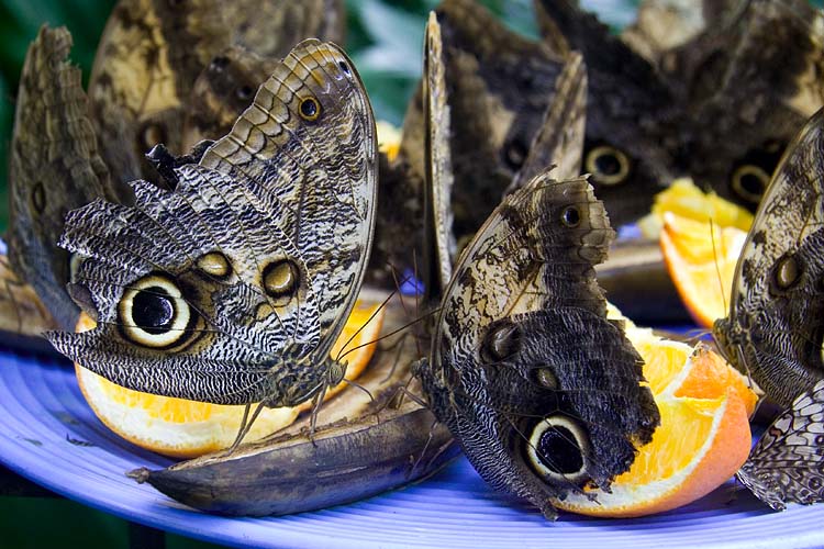 Banana Buffet