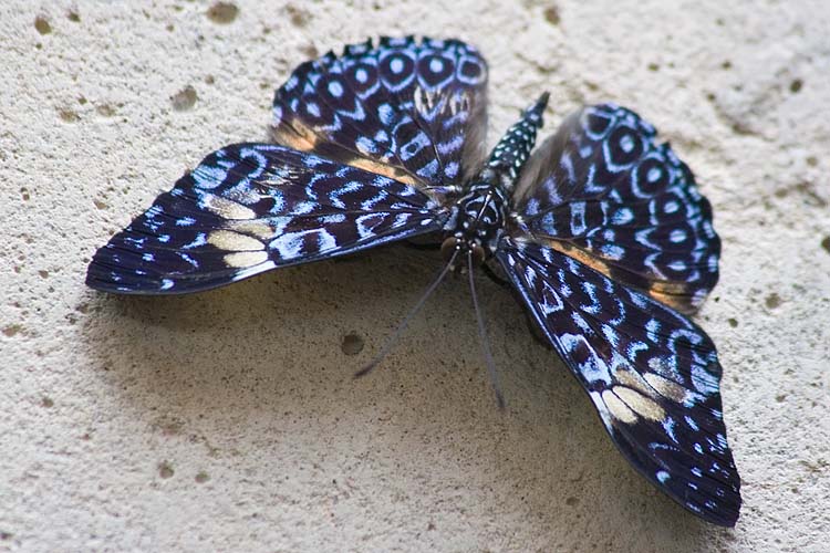Spotted Blue