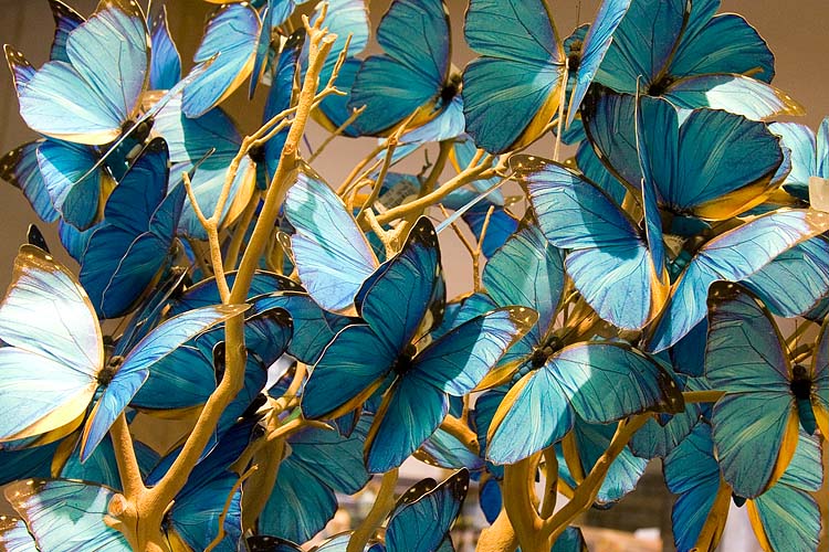 Paper Morphos