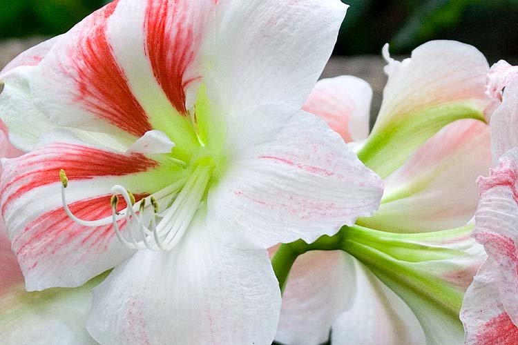 Amaryllis
