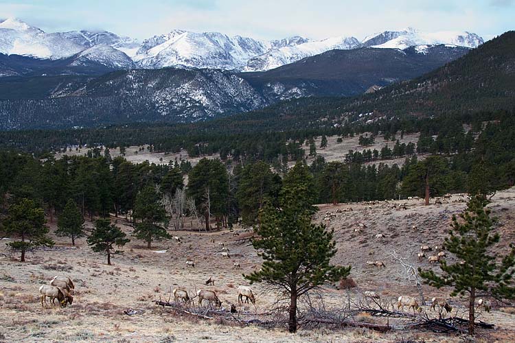 Herds of Elk