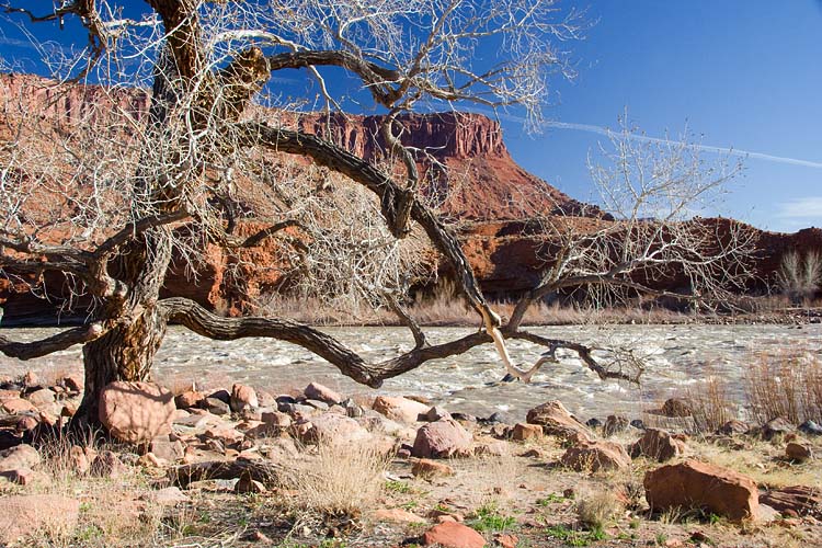 Gnarly Tree 