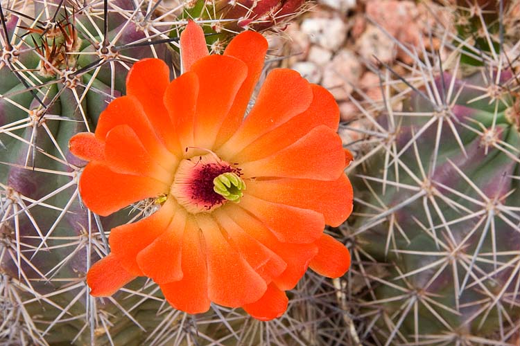 Claret Cup Blossom