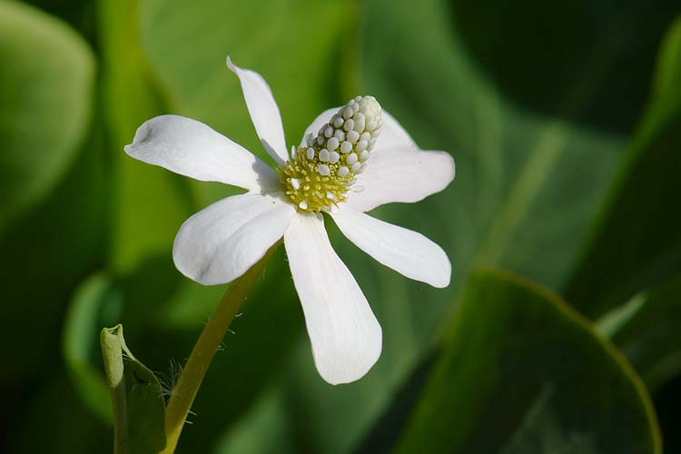 Yerba Mansa