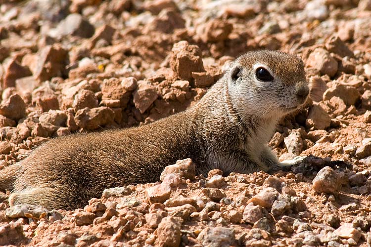 Curious Onlooker