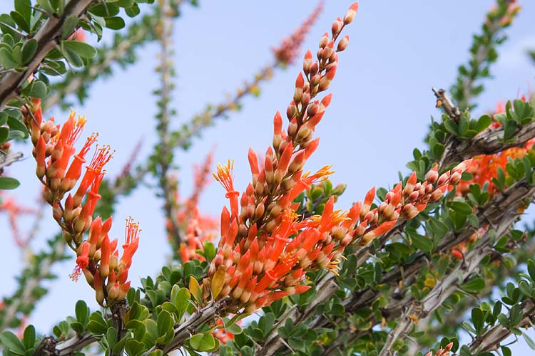 Ocotillo