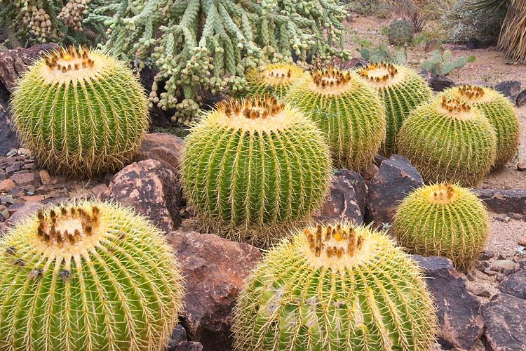 Barrel Cacti