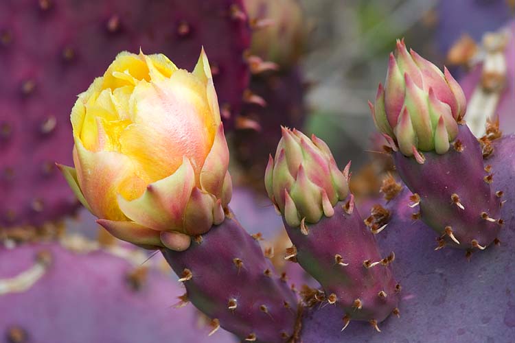 Purple Prickly Pear