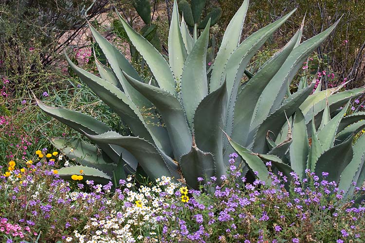 Agave