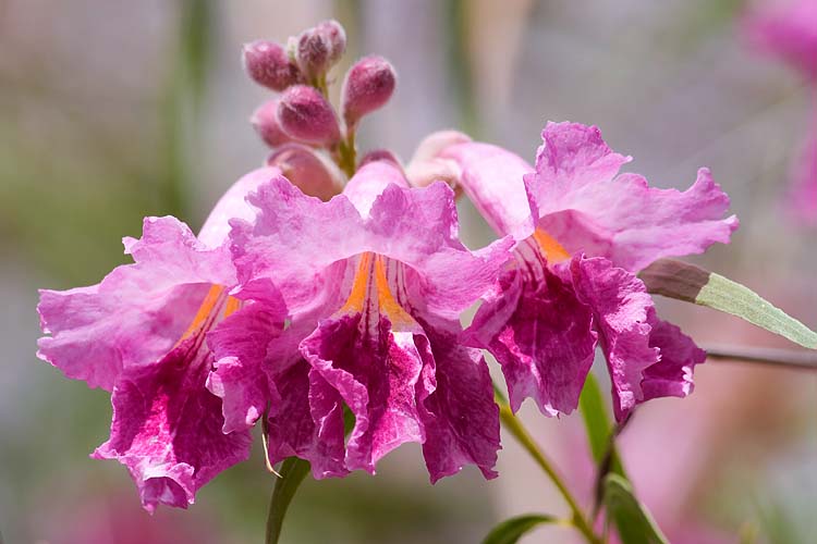 Pink Blossoms