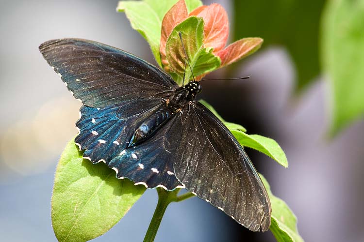 Pipevine Swallowtail 