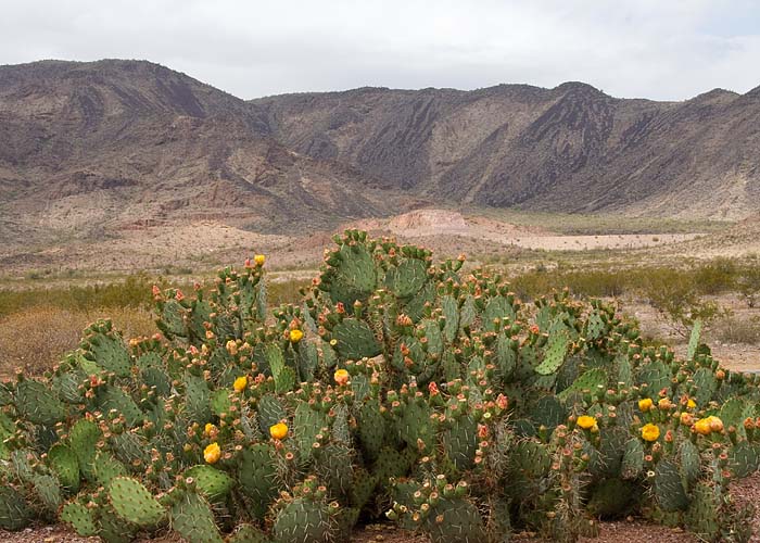 Western Arizona