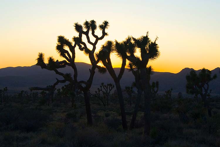Joshua Tree Sunset