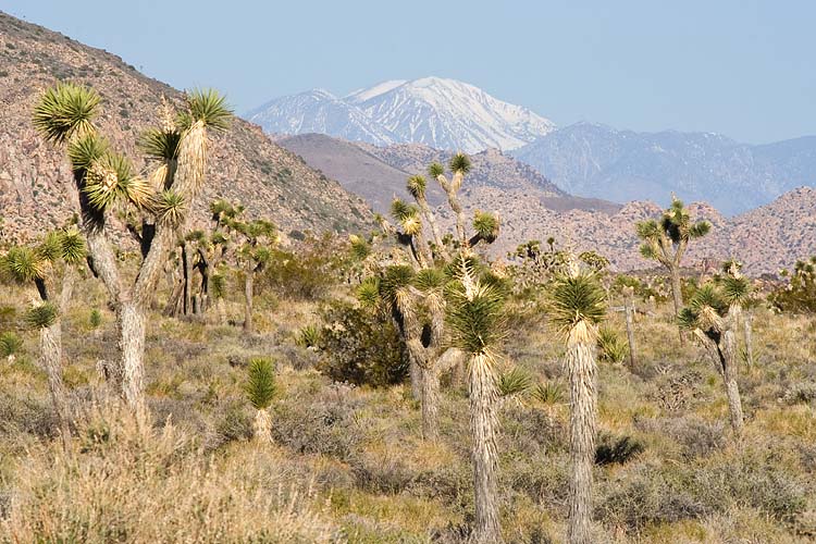 Joshua Tree National Park