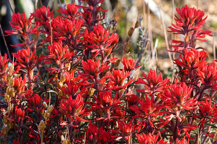 Indian Paintbrush