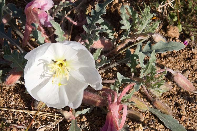 Desert Primrose