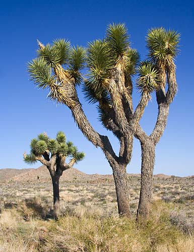 Joshua Trees 