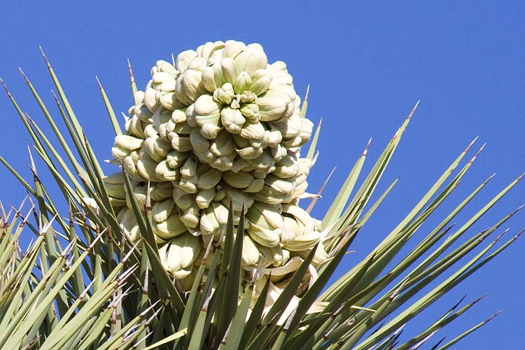 Flower Bud