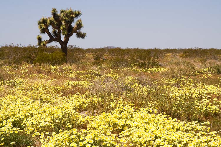 Desert Wildflowers