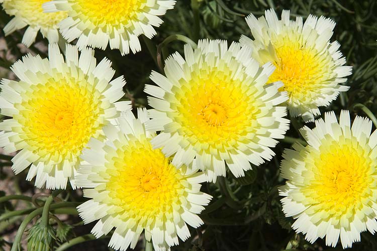 Desert Dandelion
