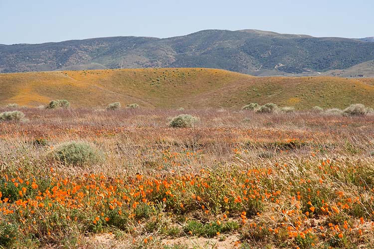 Antelope Valley Poppy Reserve