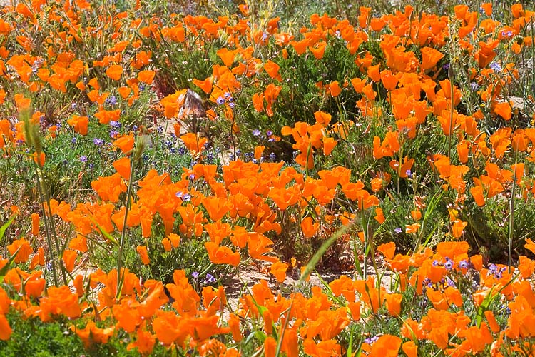 Gold Poppies