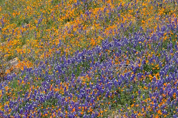 Poppies and Lupins