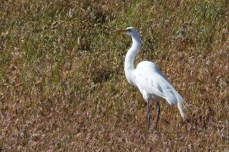 Egret on a Hillside
