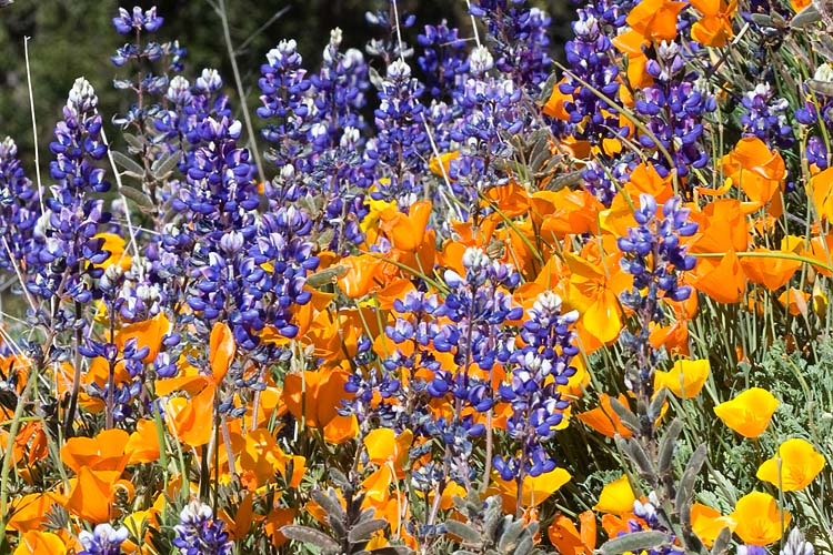 Poppies and Lupins