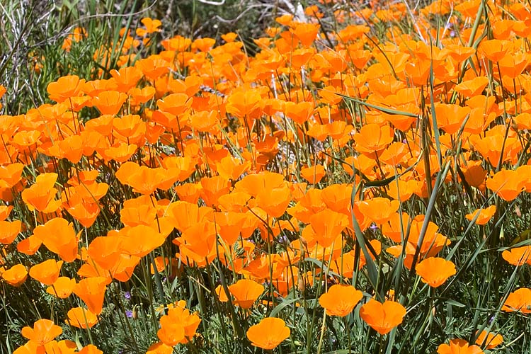 Orange Poppies