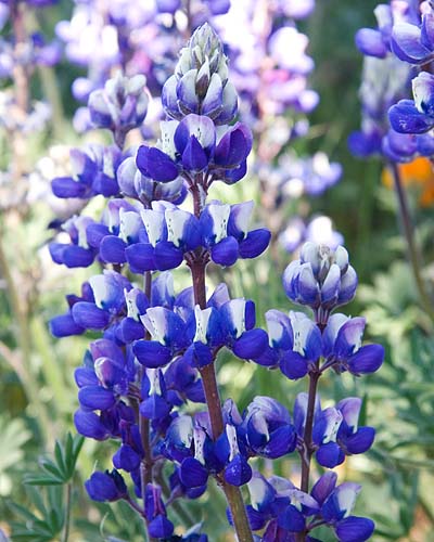 Blue Lupins
