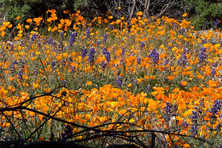 Mountain Wildflowers