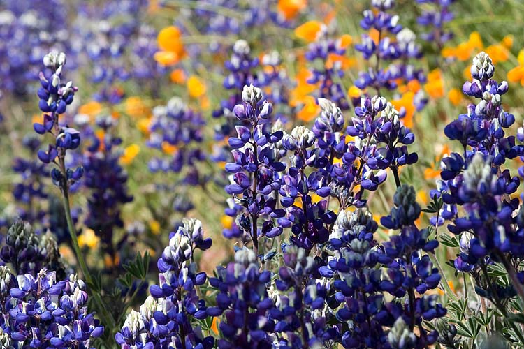More Lupins