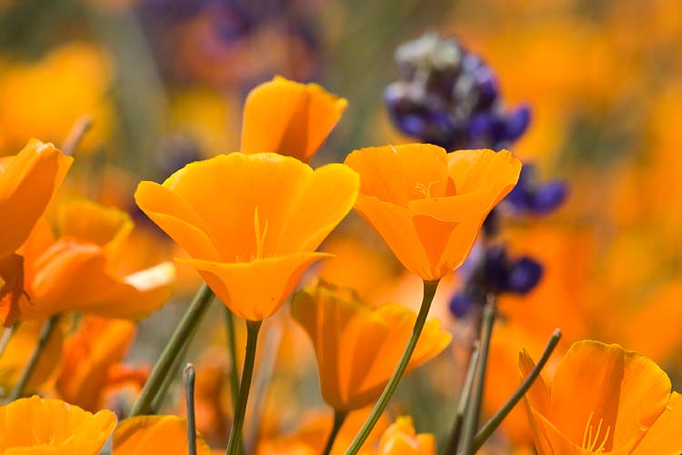 More Poppies