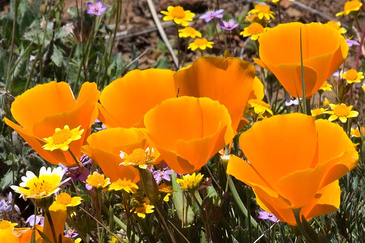 Mixed Wildflowers