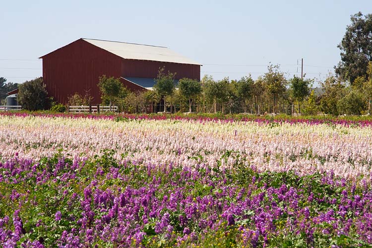 Flower Farm