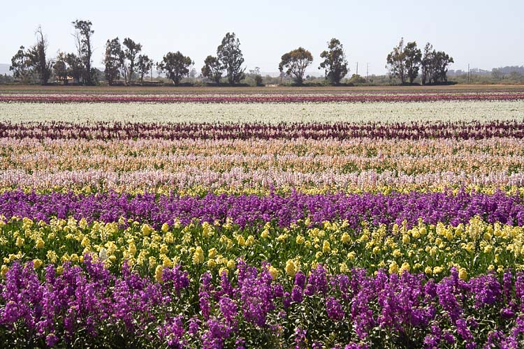Fragrant Fields