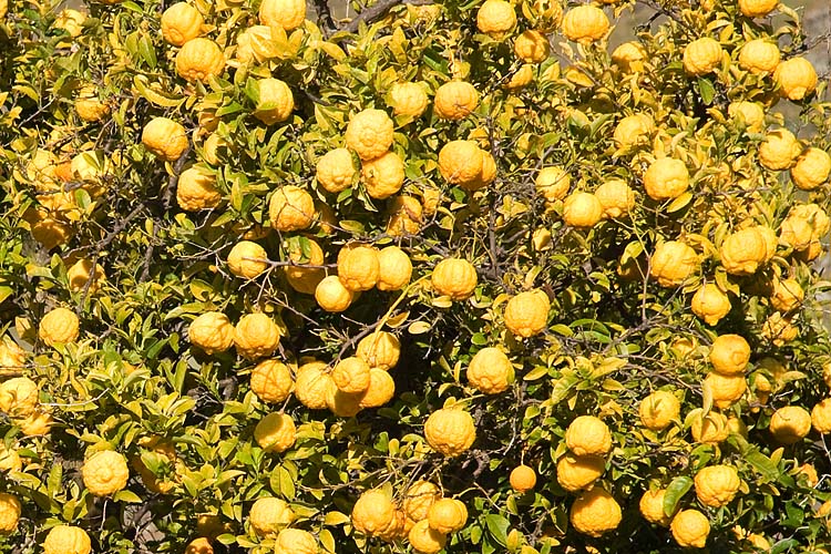 Lemons