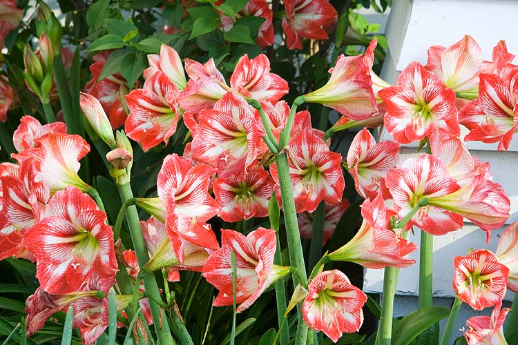 Amaryllis