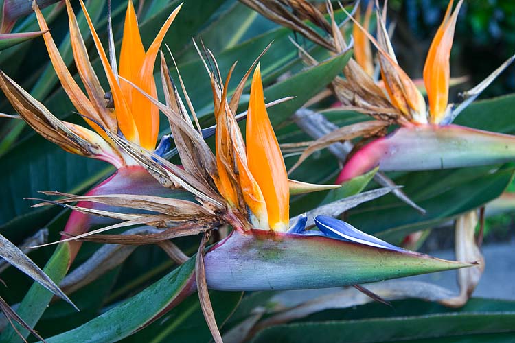 Birds of Paradise