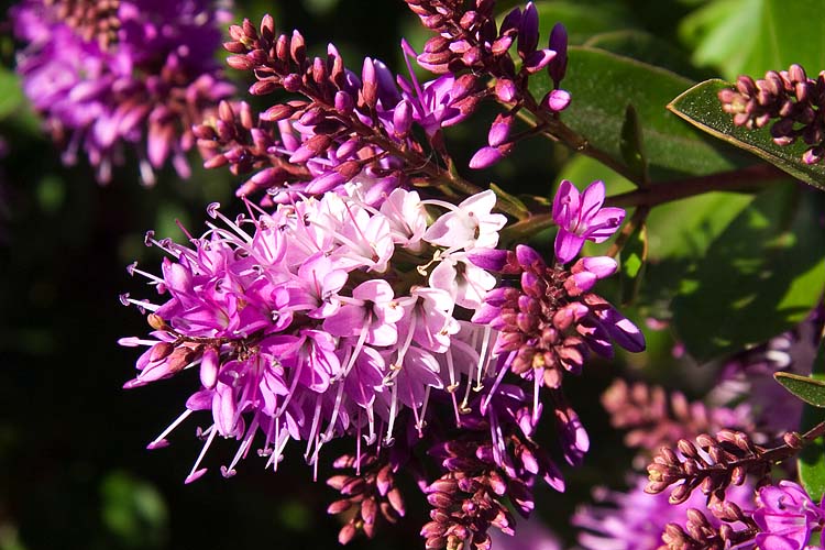 Purple Shrub