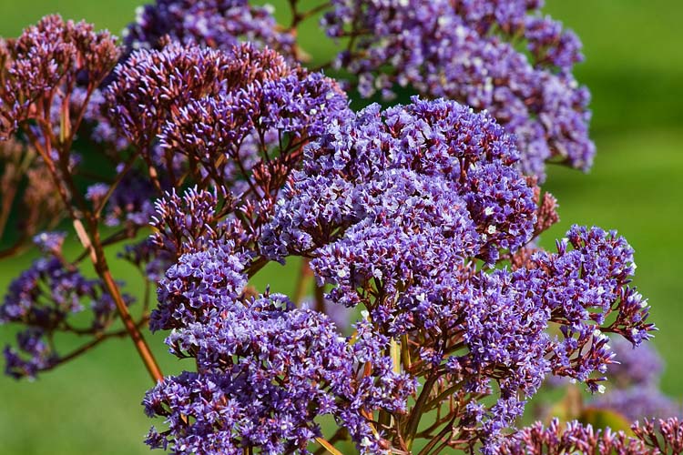 Purple Flowers